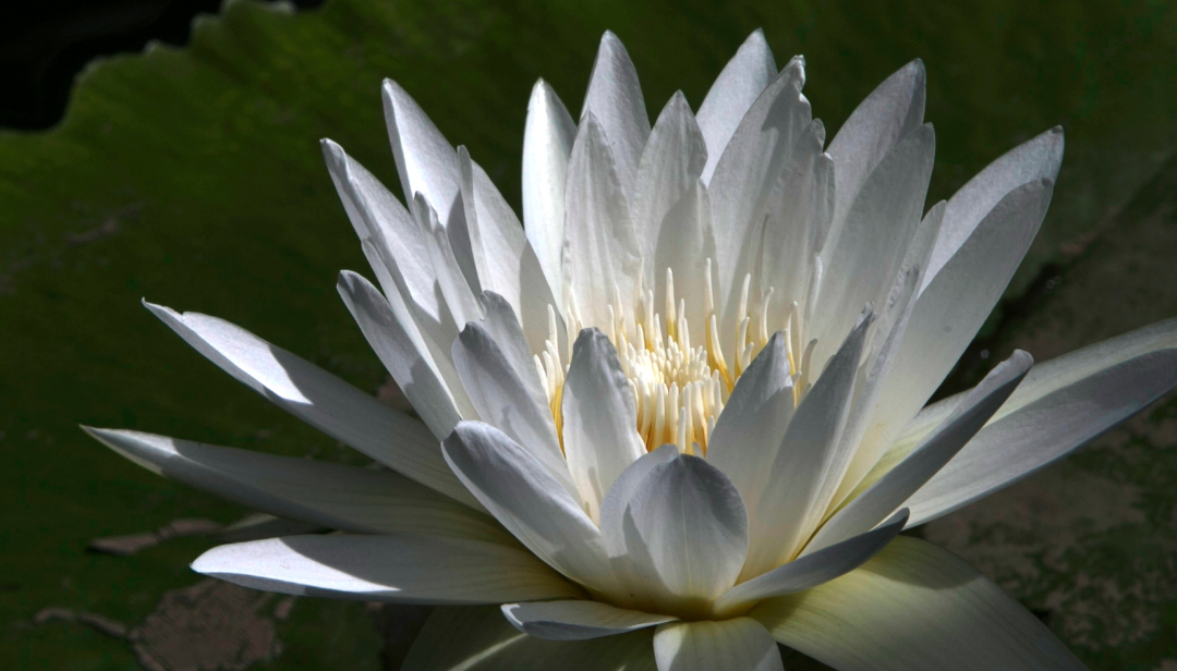 Poder interior, sanación emocional